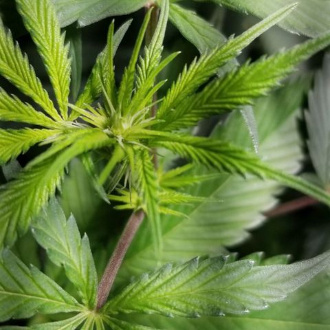 Quebec Blue (blue fire x grand daddy purple) growlog photo: Added vivosun dehumidifier. 