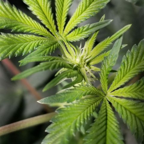 Quebec Blue (blue fire x grand daddy purple) growlog photo: Added vivosun dehumidifier. 