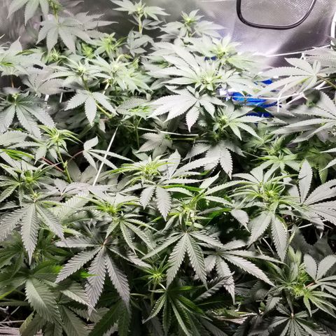 Quebec Blue (blue fire x grand daddy purple) growlog timeline photo