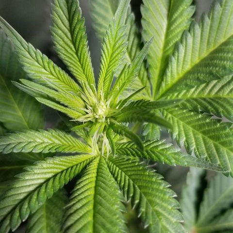 Quebec Blue (blue fire x grand daddy purple) growlog photo: Added vivosun dehumidifier. 