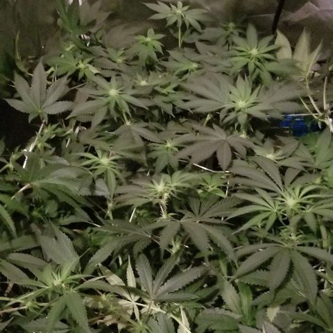 Quebec Blue (blue fire x grand daddy purple) growlog timeline photo