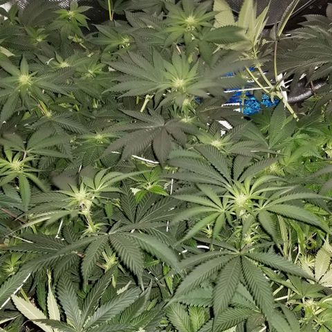 Quebec Blue (blue fire x grand daddy purple) growlog timeline photo