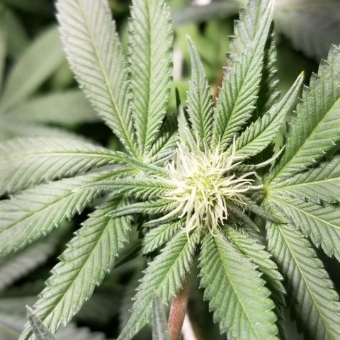 Quebec Blue (blue fire x grand daddy purple) growlog timeline photo