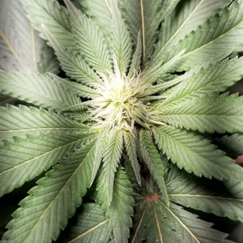 Quebec Blue (blue fire x grand daddy purple) growlog timeline photo