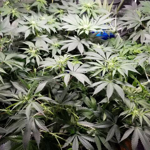 Quebec Blue (blue fire x grand daddy purple) growlog timeline photo
