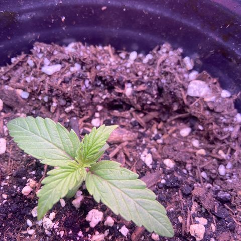 Northern Light Automatic growlog timeline photo