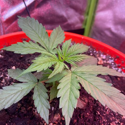 Northern Light Automatic growlog timeline photo