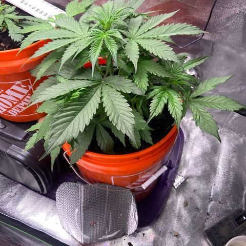 Northern Light Automatic growlog timeline photo