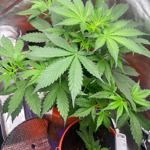 Northern Light Automatic growlog timeline photo
