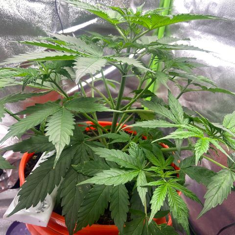 Northern Light Automatic growlog timeline photo