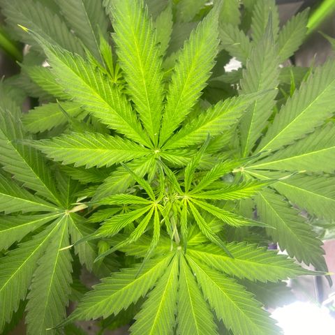 Northern Light Automatic growlog timeline photo