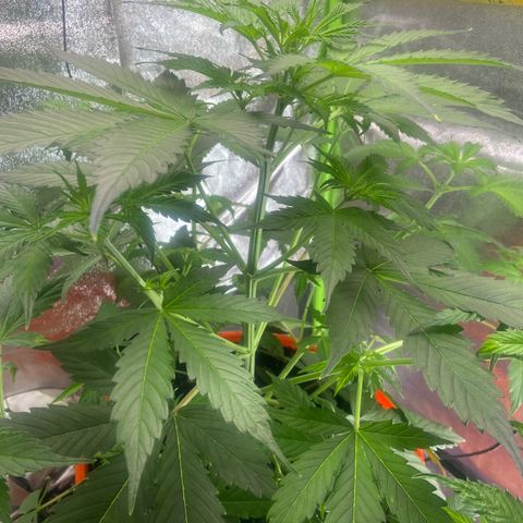 Northern Light Automatic growlog timeline photo
