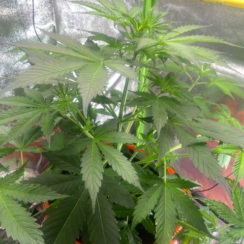 Northern Light Automatic growlog timeline photo