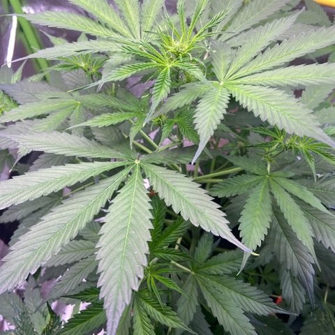 Northern Light Automatic growlog timeline photo