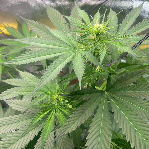 Northern Light Automatic growlog timeline photo