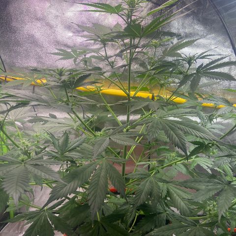 Northern Light Automatic growlog timeline photo