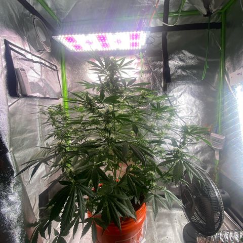 Northern Light Automatic growlog timeline photo