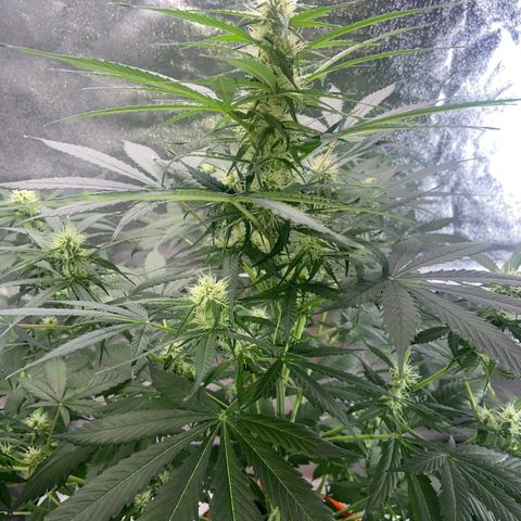 Northern Light Automatic growlog timeline photo