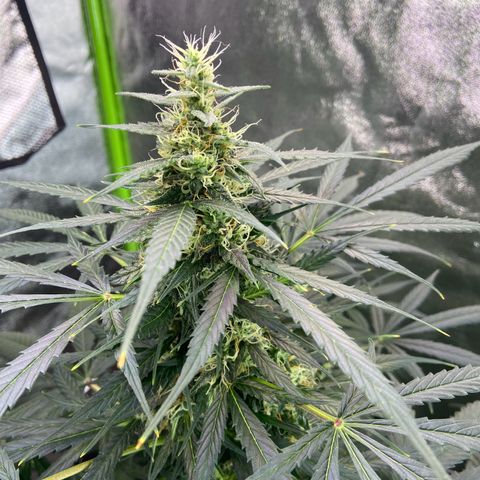 Northern Light Automatic growlog timeline photo
