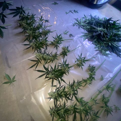 Northern Light Automatic growlog timeline photo