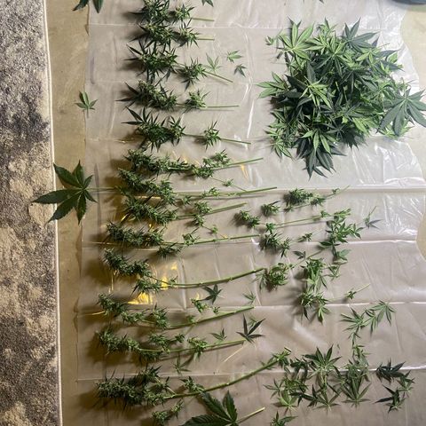 Northern Light Automatic growlog timeline photo