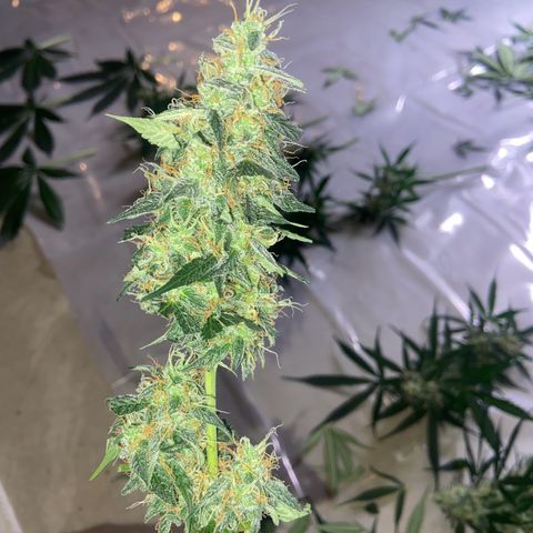 Northern Light Automatic growlog timeline photo