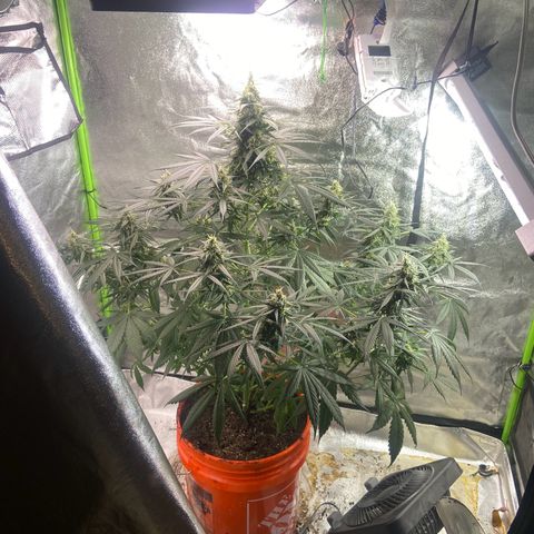 Northern Light Automatic growlog timeline photo