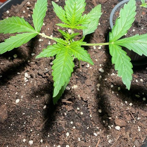 Blue Cheese Automatic growlog timeline photo