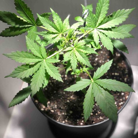 Blue Cheese Automatic growlog timeline photo