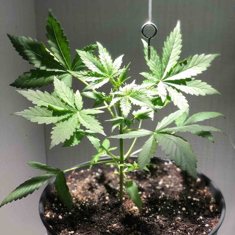 Blue Cheese Automatic growlog timeline photo