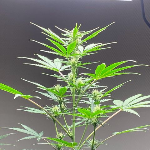 Blue Cheese Automatic growlog timeline photo