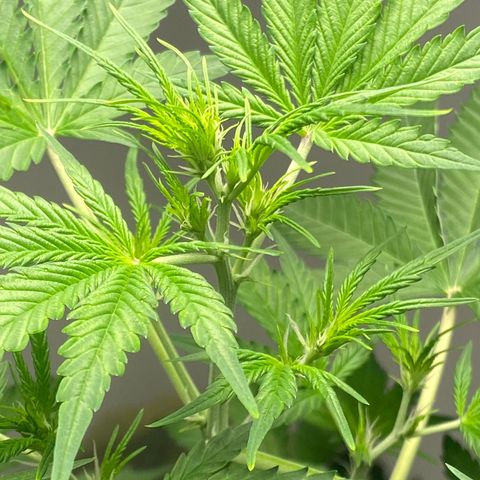 Blue Cheese Automatic growlog timeline photo