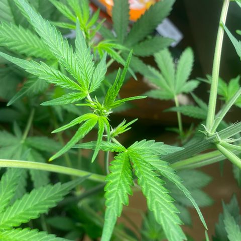 Blue Cheese Automatic growlog timeline photo