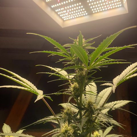 Blue Cheese Automatic growlog timeline photo