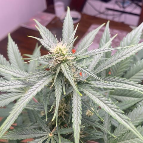 Blue Cheese Automatic growlog timeline photo