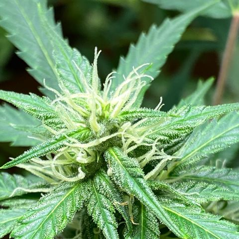 Blue Cheese Automatic growlog timeline photo