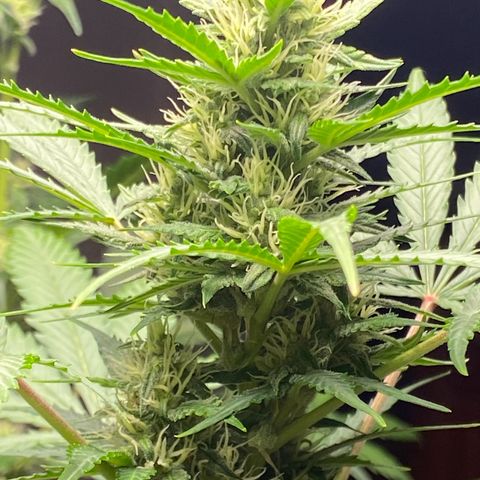 Blue Cheese Automatic growlog timeline photo