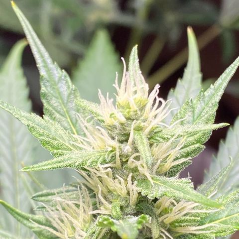 Blue Cheese Automatic growlog timeline photo