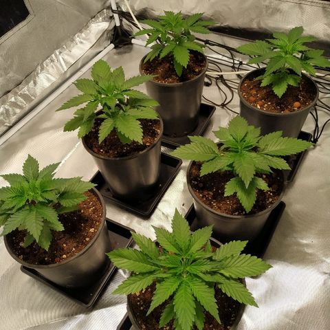 Solar luminosidad 315W LEC #1 growlog timeline photo