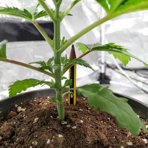 Solar luminosidad 315W LEC #1 growlog timeline photo
