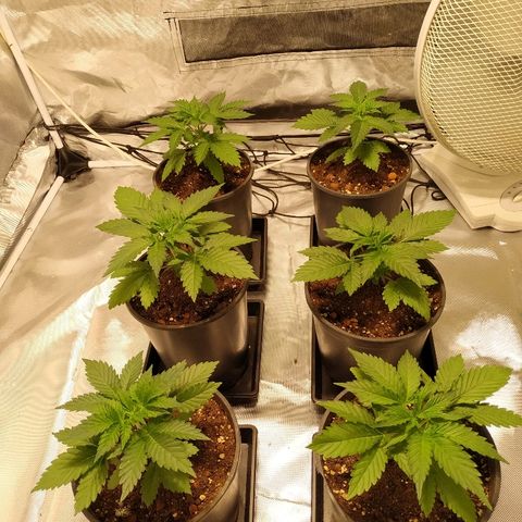 Solar luminosidad 315W LEC #1 growlog timeline photo