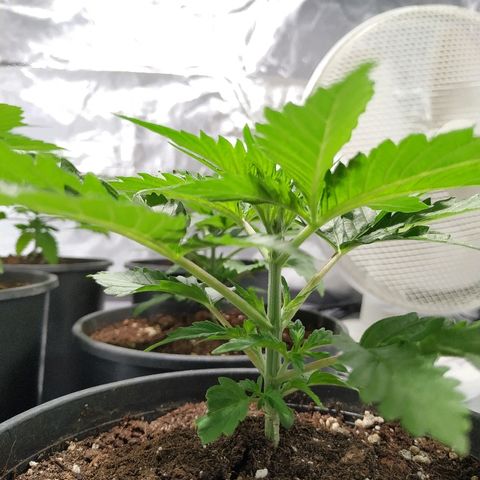 Solar luminosidad 315W LEC #1 growlog timeline photo