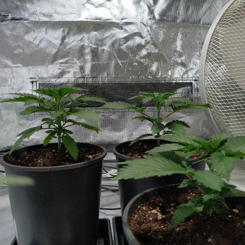Solar luminosidad 315W LEC #1 growlog timeline photo