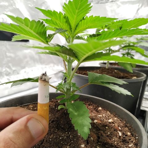 Solar luminosidad 315W LEC #1 growlog timeline photo