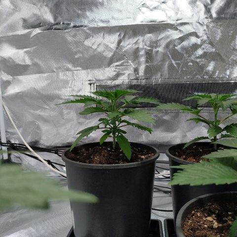 Solar luminosidad 315W LEC #1 growlog timeline photo