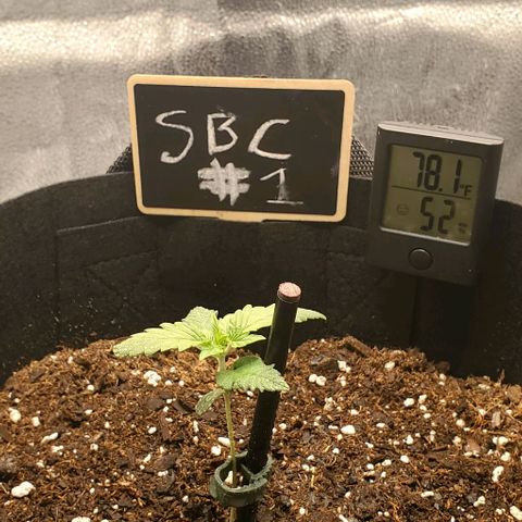 SBC-FA#1 growlog timeline photo