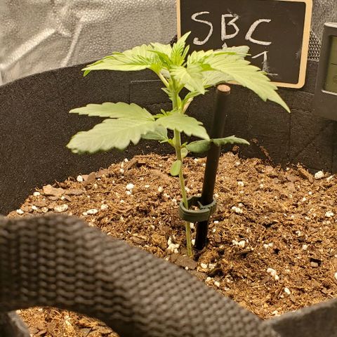 SBC-FA#1 growlog timeline photo