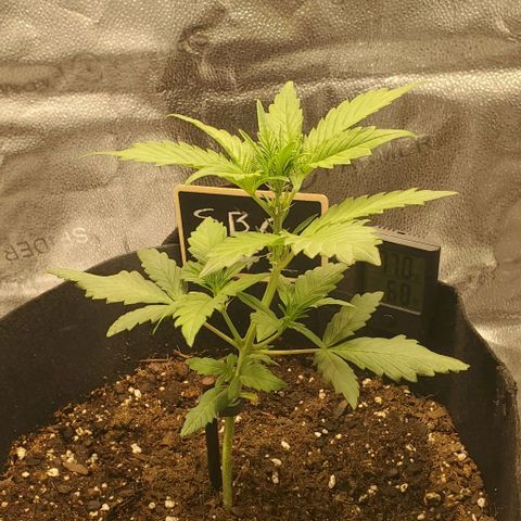 SBC-FA#1 growlog timeline photo