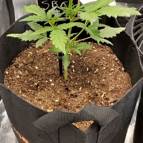 SBC-FA#1 growlog timeline photo