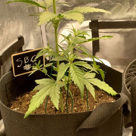 SBC-FA#1 growlog timeline photo